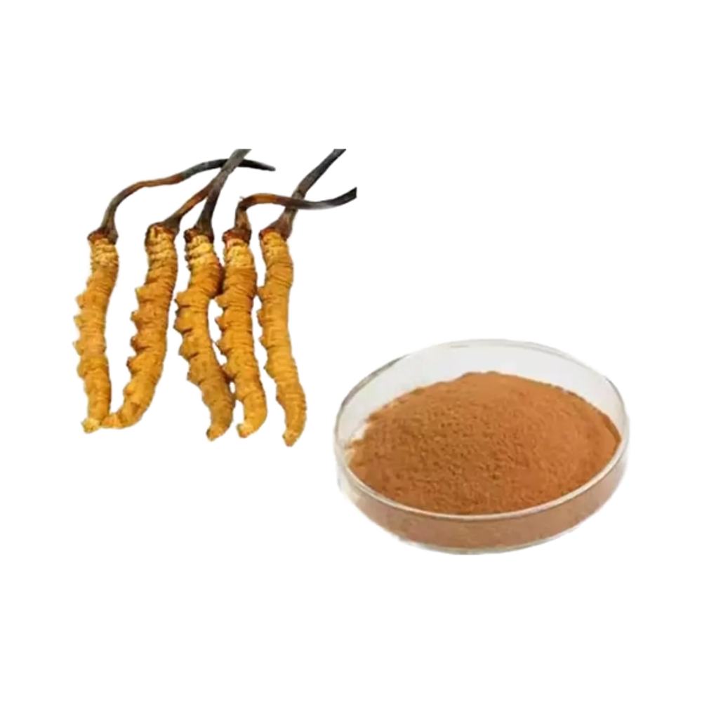 Factory Supply Food Grade Natural Cordyceps Sinensis Powder High Quality Herbal Extract